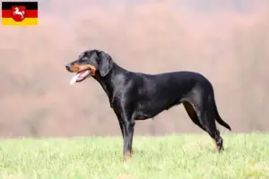 Scopri di più sull'articolo Allevatori di Brandlbracke e cuccioli in Bassa Sassonia