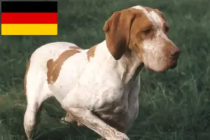 Scopri di più sull'articolo Allevatori e cuccioli di Braque de l’Ariège in Germania