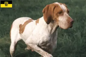 Scopri di più sull'articolo Allevatori di Braque de l’Ariège e cuccioli in Baden-Württemberg