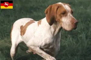 Scopri di più sull'articolo Allevatori e cuccioli di Braque de l’Ariège in Bassa Sassonia