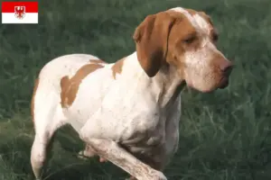 Scopri di più sull'articolo Allevatori di Braque de l’Ariège e cuccioli a Brandeburgo