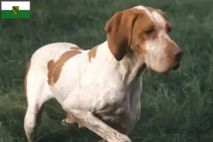 Scopri di più sull'articolo Allevatori di Braque de l’Ariège e cuccioli in Sassonia