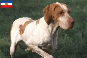 Scopri di più sull'articolo Allevatori di Braque de l’Ariège e cuccioli in Schleswig-Holstein
