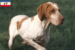 Scopri di più sull'articolo Allevatori di Braque de l’Ariège e cuccioli in Meclemburgo-Pomerania Anteriore