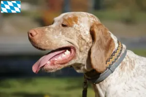 Scopri di più sull'articolo Allevatori di Braque du Bourbonnais e cuccioli in Baviera