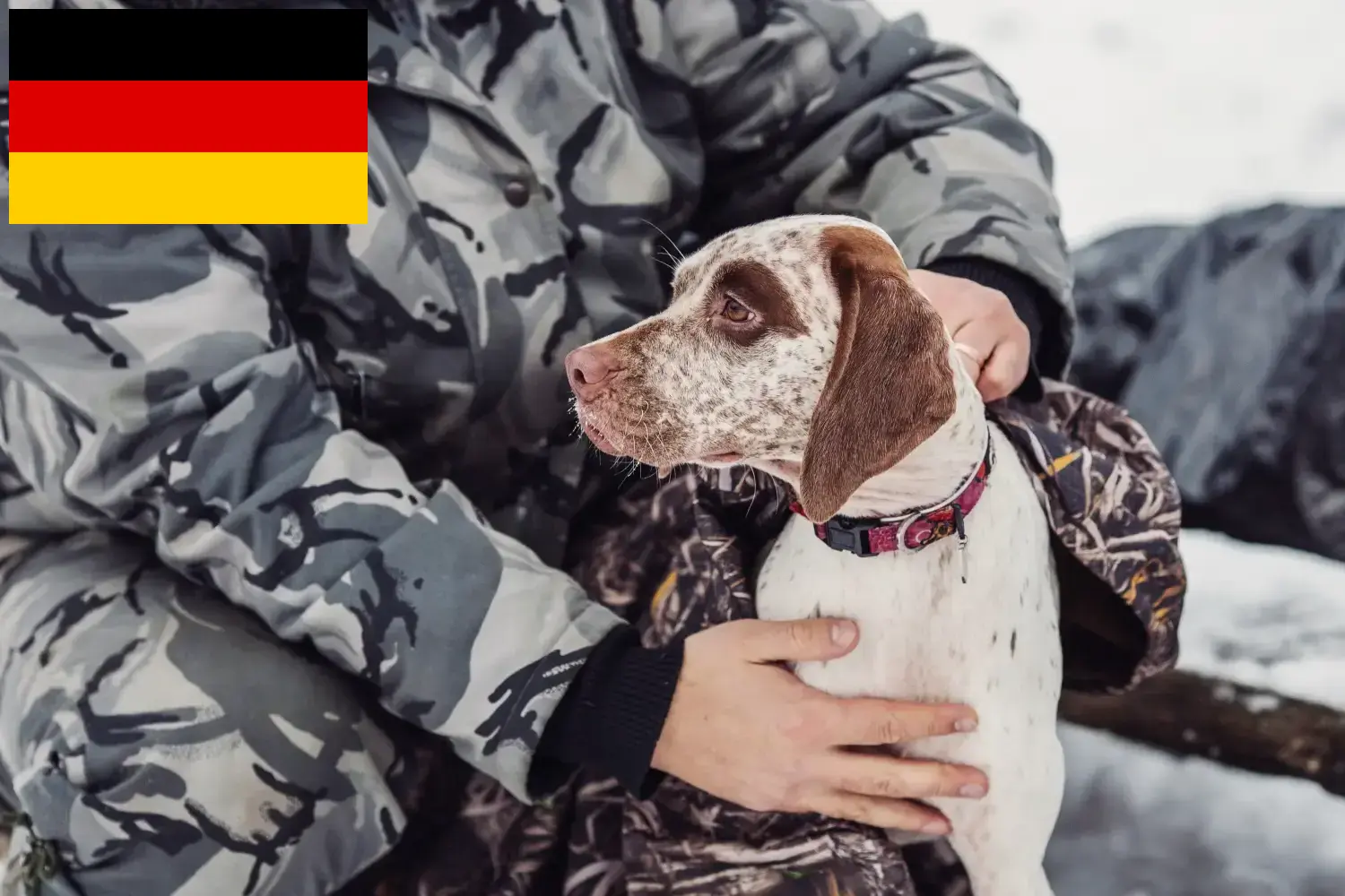 Scopri di più sull'articolo Allevatori di Braque du Bourbonnais e cuccioli in Germania