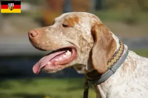Scopri di più sull'articolo Braque du Bourbonnais allevatori e cuccioli in Saarland