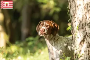 Scopri di più sull'articolo Allevatori di Braque français type Gascogne e cuccioli a Brema