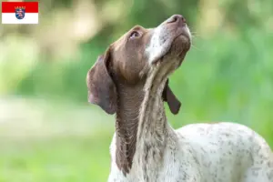 Scopri di più sull'articolo Allevatori di Braque français type Gascogne e cuccioli in Hessen
