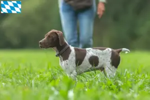 Scopri di più sull'articolo Allevatori di Braque français tipo Gascogne e cuccioli in Baviera