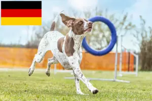 Scopri di più sull'articolo Allevatori di Braque français type Gascogne e cuccioli in Germania