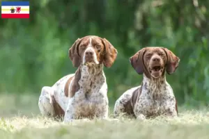 Scopri di più sull'articolo Allevatori di Braque français type Gascogne e cuccioli in Mecklenburg-Vorpommern