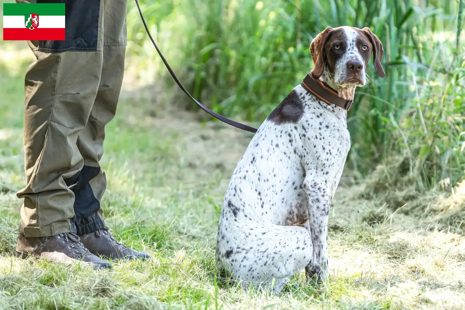 Braque français tipo Gascogne cuccioli e allevatori Nordreno-Vestfalia Trova gli allevatori di Braque français type Gascognes in Renania Settentrionale-Vestfalia.