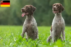 Scopri di più sull'articolo Allevatori di Braque français type Gascogne e cuccioli in Renania-Palatinato