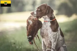 Scopri di più sull'articolo Allevatori di Braque français type Gascogne e cuccioli in Sassonia-Anhalt