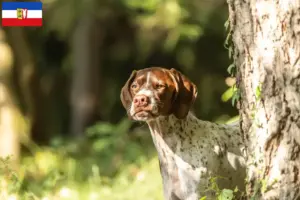 Scopri di più sull'articolo Allevatori di Braque français type Gascogne e cuccioli in Schleswig-Holstein