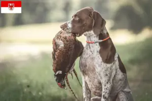 Scopri di più sull'articolo Allevatori di Braque français type Gascogne e cuccioli a Brandeburgo