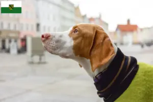 Scopri di più sull'articolo Allevatori e cuccioli di Braque Saint-Germain in Sassonia