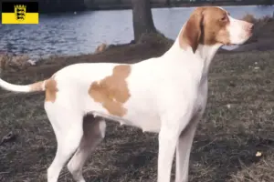 Scopri di più sull'articolo Allevatori di Braque Saint-Germain e cuccioli in Baden-Württemberg