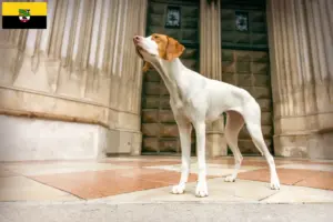 Scopri di più sull'articolo Allevatori di Braque Saint-Germain e cuccioli in Sassonia-Anhalt