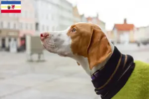 Scopri di più sull'articolo Allevatori e cuccioli di Braque Saint-Germain in Meclemburgo-Pomerania Anteriore