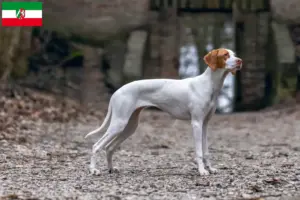 Scopri di più sull'articolo Allevatori e cuccioli di Braque Saint-Germain in Nordreno-Vestfalia