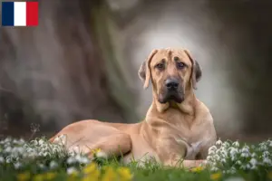 Scopri di più sull'articolo Allevatori di Broholm e cuccioli in Francia