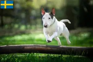 Scopri di più sull'articolo Allevatori di Bull Terrier e cuccioli in Svezia