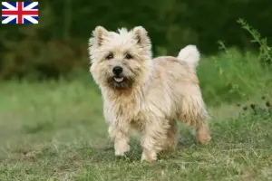 Scopri di più sull'articolo Allevatori e cuccioli di Cairn Terrier in Gran Bretagna