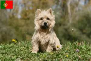 Scopri di più sull'articolo Allevatori di Cairn Terrier e cuccioli in Portogallo