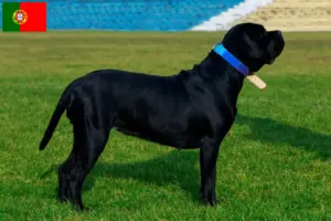 Scopri di più sull'articolo Allevatori e cuccioli di Cane Corso Italiano in Portogallo