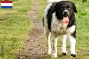 Scopri di più sull'articolo Allevatori di cani d’acqua frisoni e cuccioli in Olanda