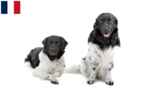 Scopri di più sull'articolo Allevatori di cani d’acqua frisoni e cuccioli in Francia