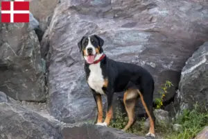 Scopri di più sull'articolo Allevatore di cani da montagna svizzeri di taglia grande e cuccioli in Danimarca