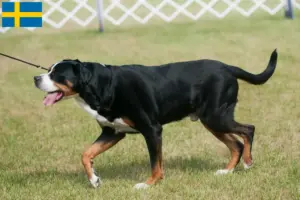 Scopri di più sull'articolo Allevatore di cani da montagna svizzeri di taglia grande e cuccioli in Svezia