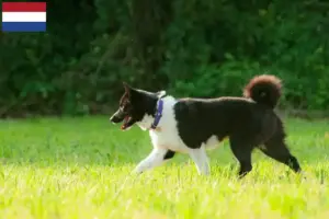 Scopri di più sull'articolo Allevatori di cani orso careliano e cuccioli in Olanda