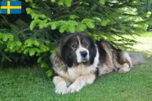 Scopri di più sull'articolo Allevatore di cani da pastore del Caucaso e cuccioli in Svezia