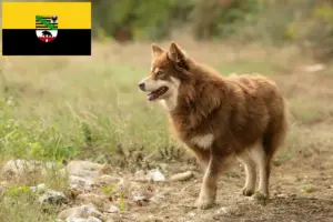 Scopri di più sull'articolo Allevatore di cani da renna lappone e cuccioli in Sassonia-Anhalt
