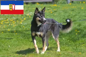 Scopri di più sull'articolo Allevatori di cani da renna lapponi e cuccioli in Schleswig-Holstein