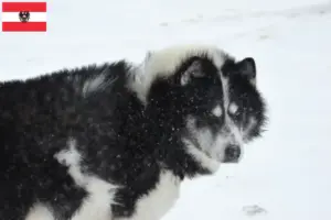 Scopri di più sull'articolo Allevatore di cani eschimesi canadesi e cuccioli in Austria