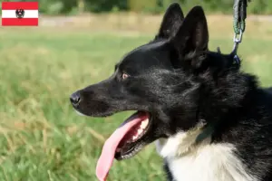 Scopri di più sull'articolo Allevatori di cani orso careliano e cuccioli in Austria