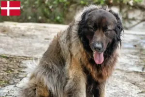 Scopri di più sull'articolo Allevatori di Cão Da Serra Da Estrela e cuccioli in Danimarca