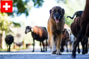 Scopri di più sull'articolo Allevatori di Cão Da Serra Da Estrela e cuccioli in Svizzera