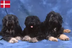 Scopri di più sull'articolo Allevatori e cuccioli di Cão da Serra de Aires in Danimarca