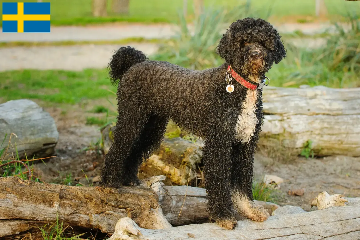 Cuccioli di Cão de Agua português e allevatori Svezia Trova qui gli allevatori di Cão de Agua português in Svezia.
