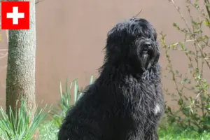 Scopri di più sull'articolo Allevatori di Cão de Agua português e cuccioli in Svizzera