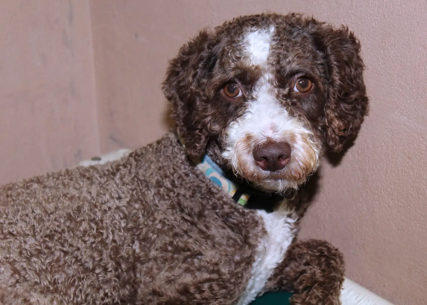 Acquistare un cucciolo di Cão de Agua português significa assumersi delle responsabilità! Acquistare cuccioli di Cão de Agua português.