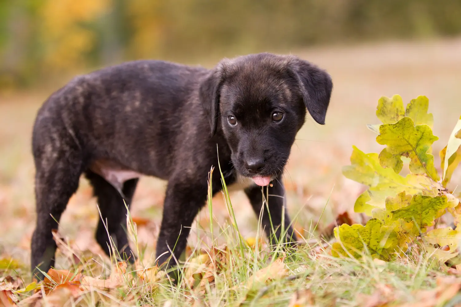 Acquistare un cucciolo di Cão Fila de São Miguel significa assumersi delle responsabilità! Comprare cuccioli di Cão Fila de São Miguel.