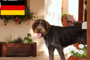 Scopri di più sull'articolo Allevatori e cuccioli di Český fousek in Germania