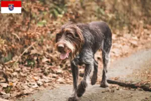 Scopri di più sull'articolo Allevatori di Český fousek e cuccioli in Assia
